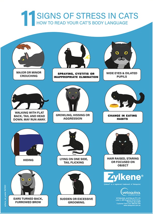Signs of Stress in Cats