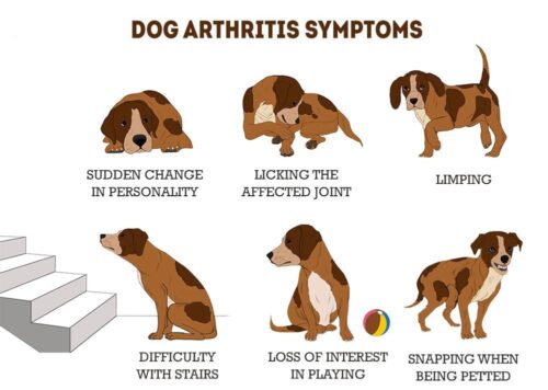 How Pet Arthritis Can Affect Their Daily Lives