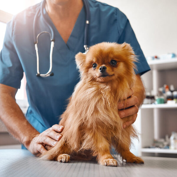 pet annual health check up