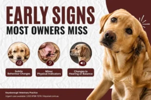 Common Early Signs Most Pet Owners Overlook