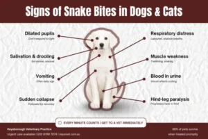 Signs of Snake Bite in Pets