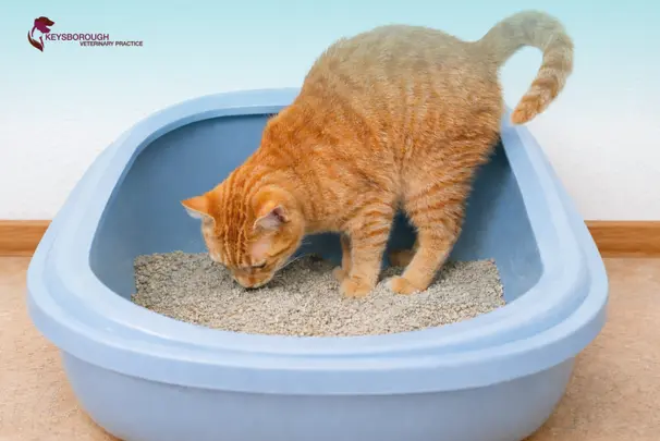 Common Cat Behaviour Changes That Signal Illness