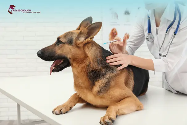 Common Dog Diseases Signs, Illnesses, Veterinary & Vaccination