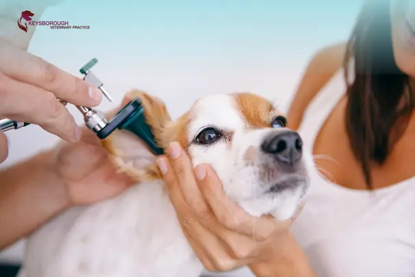 Ear Infections in Dogs Early Signs Most Owners Miss