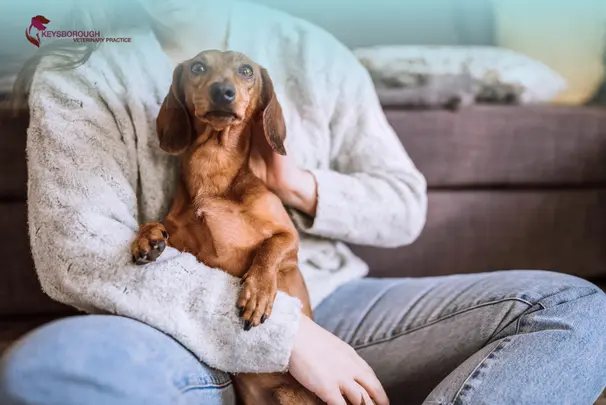 First-Time Dog Owner Mistakes to Avoid