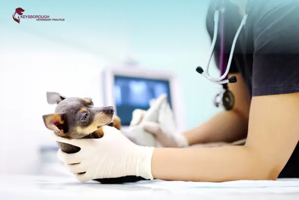 How Often Should Dogs Have a Health Check