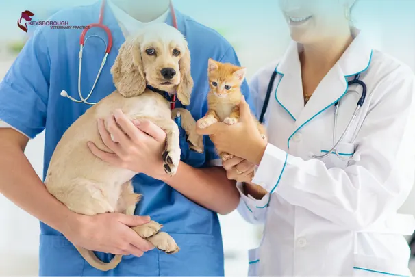 How Often Should Pets See a Vet in Keysborough’s Climate