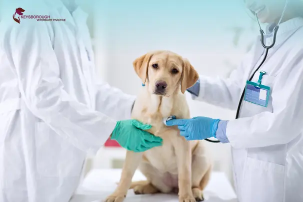 How Vets Detect Illness Before Pets Show Symptoms
