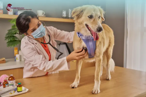 How to Choose the Best Vet in Keysborough for Your Pet