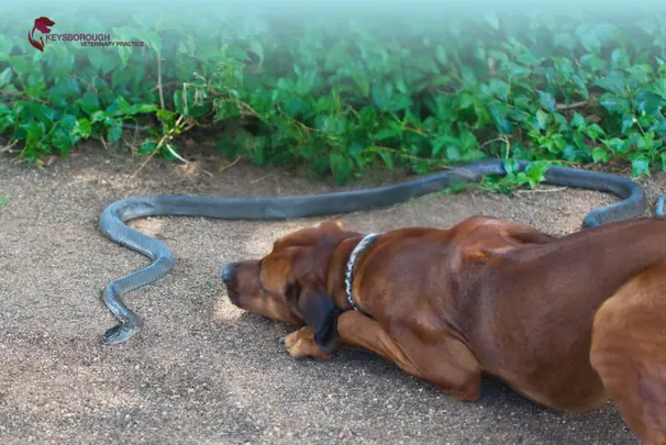 Snake Bites in Dogs & Cats Australian Vet Guide