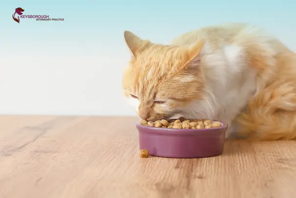 Why Is My Cat Losing Weight But Still Eating