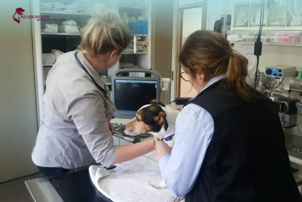 Why Keysi Vet Is a Trusted Veterinary Clinic in Keysborough