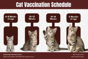 Complete Cat Vaccination Timeline for Every Life Stage