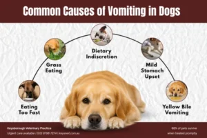 Common Causes of Vomiting in Dogs That Aren’t Emergencies