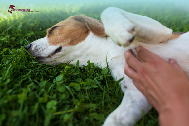 Dog paw with grass seed stuck between toes