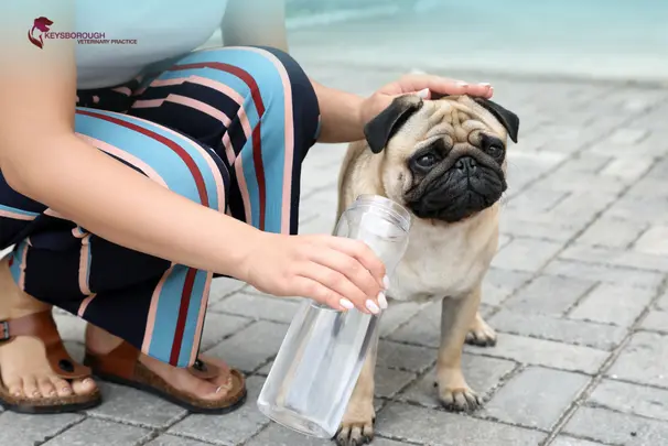 Heatstroke in Dogs: Symptoms & What to Do