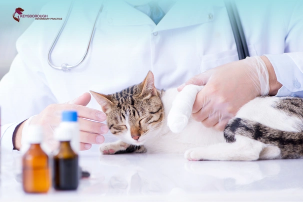 Pet Health Check: Regular Vet Visits for Pet Wellness