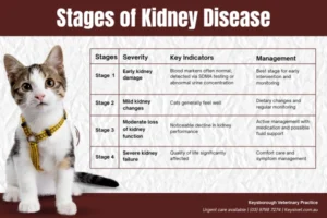 How Kidney Disease in Cats Is Diagnosed by Vets