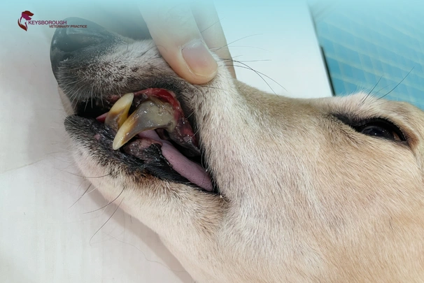 Pet Dental Disease in Keysborough: Signs Your Pet Needs Clean