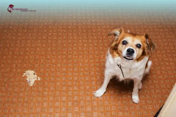 Vomiting in Dogs When Is It Normal and When Is It an Emergency