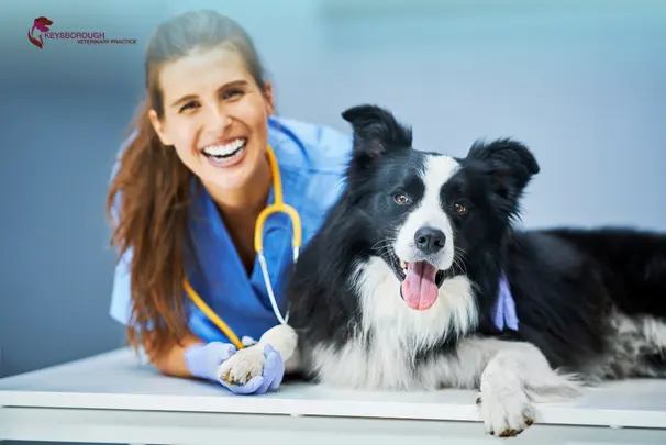 What Makes Keysborough Veterinary Practice Different from Other Vet Clinics