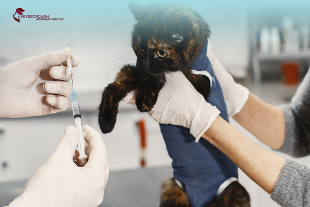 Veterinarian giving vaccination injection to a cat at clinic