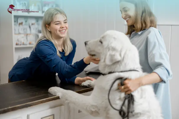 Why Keysborough Pet Owners Choose Keysborough Veterinary Practice