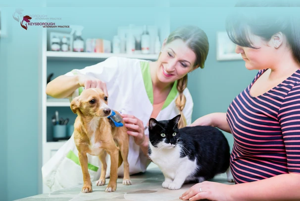 Veterinarian giving worm treatment medicine to a dog during checkup