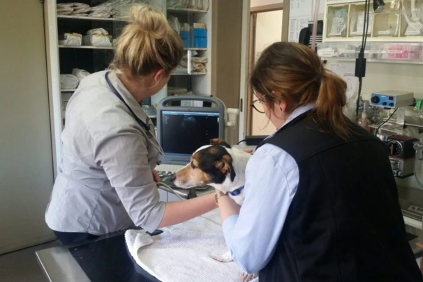Veterinarian performing ultrasound scan on a dog at veterinary clinic