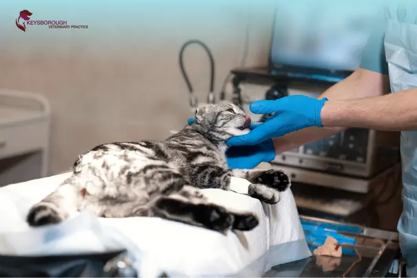 Caring for Your Pet After Surgery: A Safe Recovery Guide
