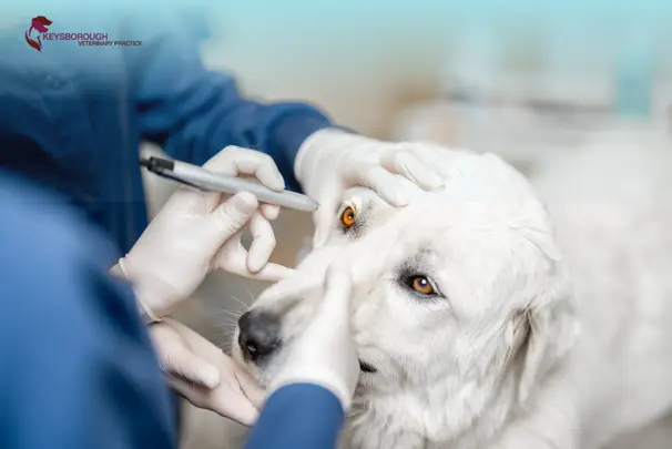 Veterinarian examining a dog's eye for problems at Keysvet in Keysborough