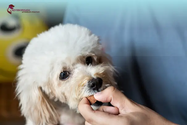 Veterinarian examining a dog for heartworm disease in Keysborough