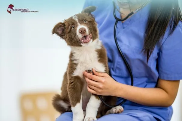 Dog receiving treatment for pancreatitis at Keysborough vet clinic