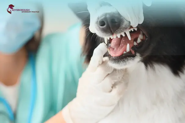 Veterinarian performing dental surgery on a pet at a Keysborough vet clinic