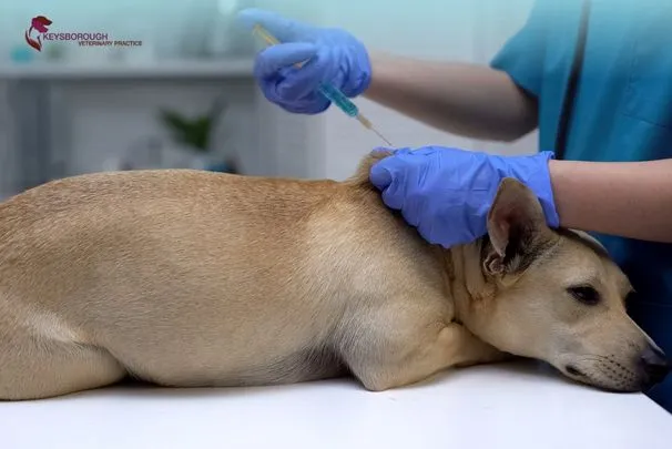 Senior dog health check at Keysborough veterinary clinic