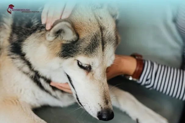 Veterinarian monitoring pet under anaesthesia at Keysborough vet clinic