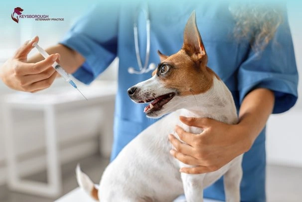 How to Tell If a Dog Has a Fever Without a Thermometer: Signs