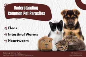 A Guide to Common Parasites in Pets