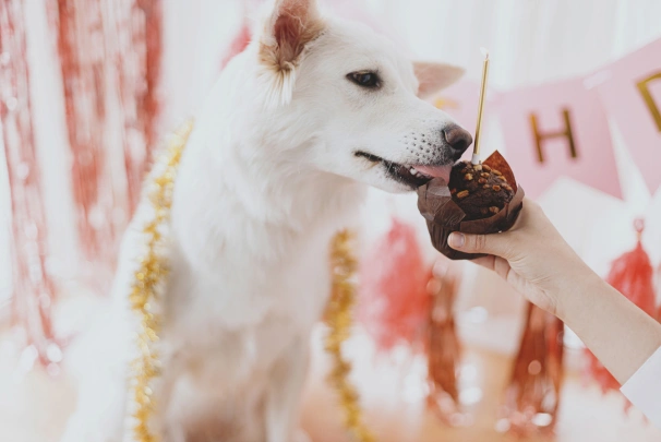 Dog Ate Chocolate