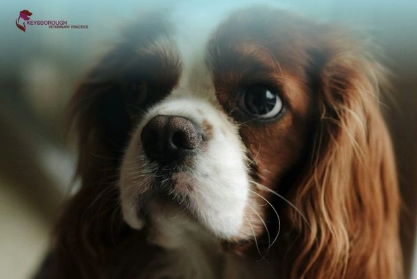 Why Is My Dog's Nose Dry