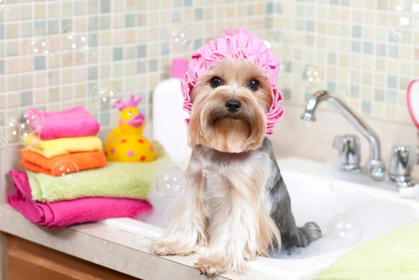Bathe Your Dog A Vets Guide