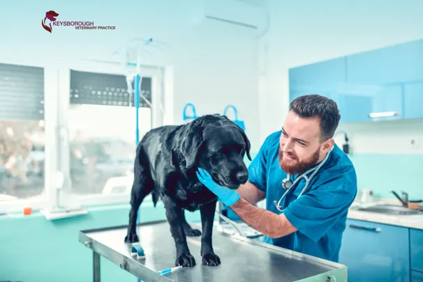 can eating cigarette make dog cough My Ate a Butt: Should I Be Worried? Our Vet Answers  Dogster Why Is My Dog Coughing?