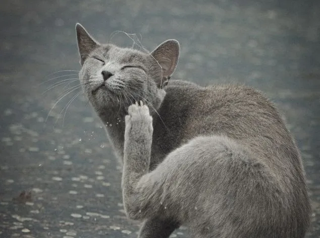 How to Tell If Your Cat Has Fleas Before a Flea Infestation Takes Hold