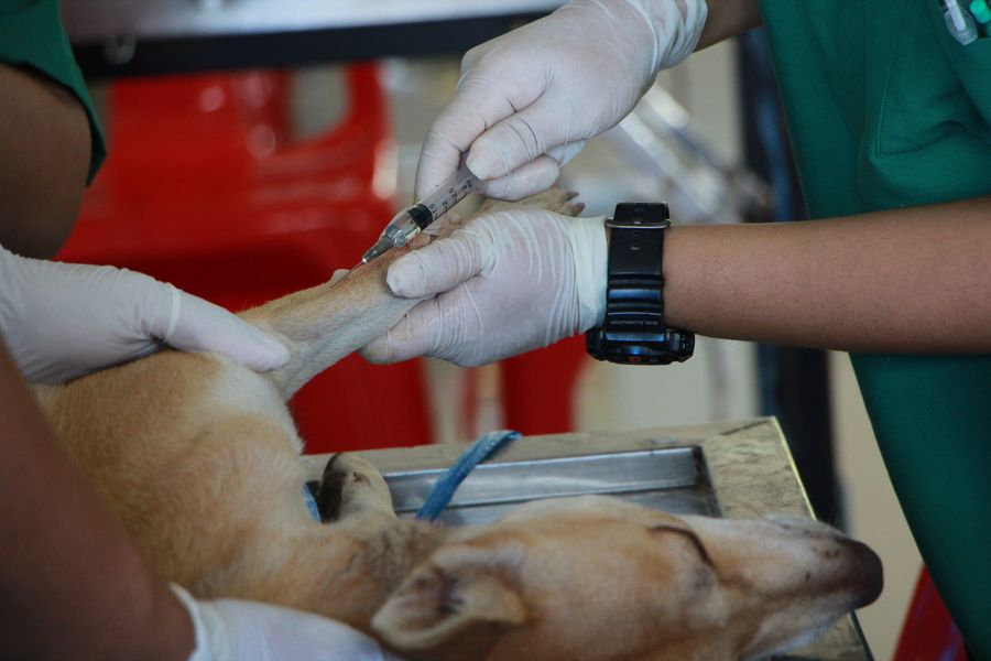 Pet Vaccine Cost in 2026