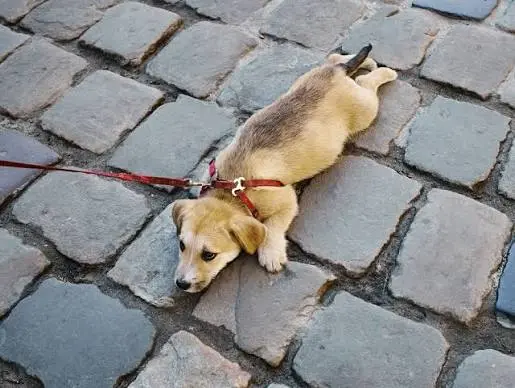 When not to walk your dog