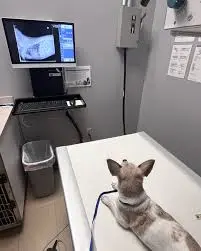pet diagnostics Keysborough
