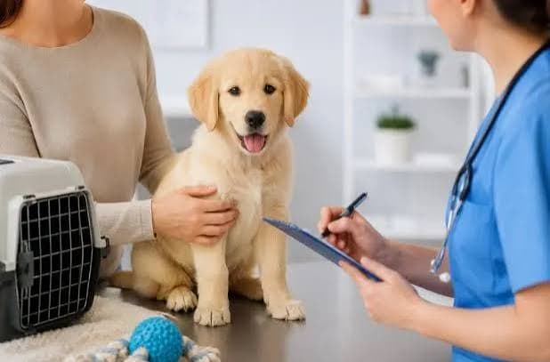 Dog Orthopaedic Consultation Keysborough 